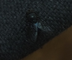 Calliphora