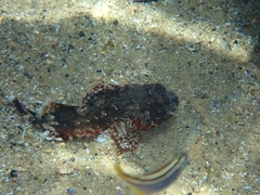 Scorpaena jacksoniensis