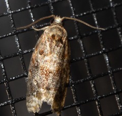 Argyrotaenia