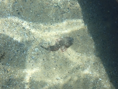 Scorpaena jacksoniensis