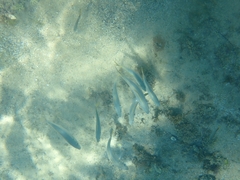 Pseudocaranx georgianus