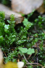 Plagiochila