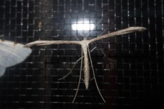 Pterophoridae