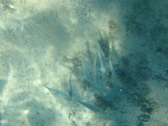 Pseudocaranx georgianus