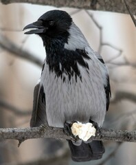 Corvus cornix