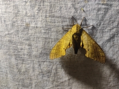 Marumba dyras