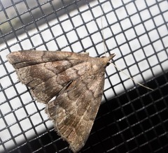 Phalaenostola larentioides