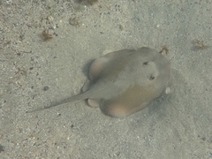 Trygonoptera testacea