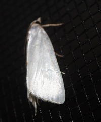 Urola nivalis