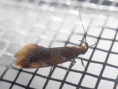 Epicallima argenticinctella