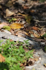Pholidoscelis auberi