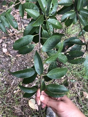 Lithocarpus glaber