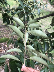 Lithocarpus glaber