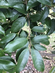 Lithocarpus glaber