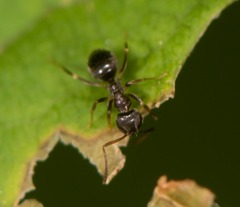 Lasius americanus