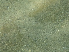 Platycephalus caeruleopunctatus