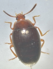 Scaphidema metallicum