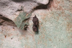 Artibeus jamaicensis