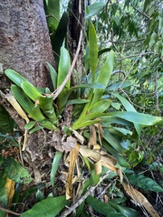 Aechmea nudicaulis