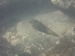 Notolabrus gymnogenis