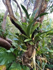 Aechmea nudicaulis