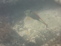 Notolabrus gymnogenis