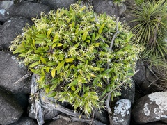 Epidendrum ciliare