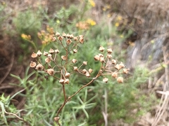 Senecio burchellii