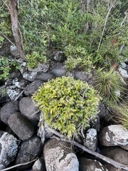 Epidendrum ciliare
