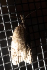 Platynota exasperatana