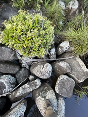 Epidendrum ciliare