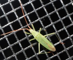Trigonotylus