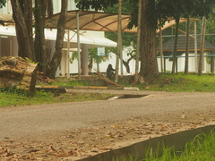 Trachypithecus cristatus