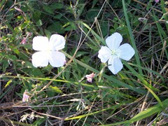 Oenothera tetraptera