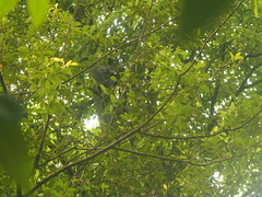 Trachypithecus cristatus