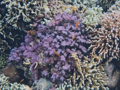 Anthozoa