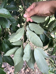 Lithocarpus glaber