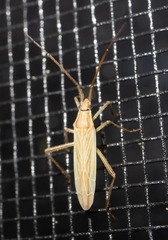 Stenodema trispinosum