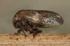 Ophiderma