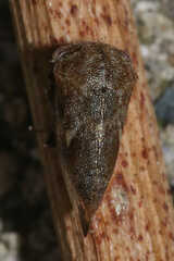 Ophiderma