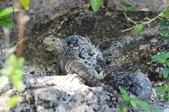 Cyclura nubila