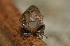 Ophiderma