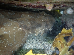 Orectolobus maculatus