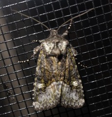 Lacinipolia olivacea