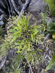 Epidendrum ciliare