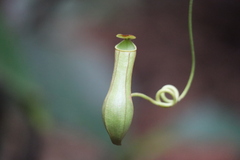 Nepenthes gracilis