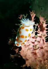 Goniobranchus tasmaniensis