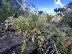 Epidendrum ciliare