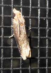 Eucosma ochroterminana