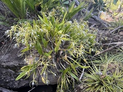 Epidendrum ciliare